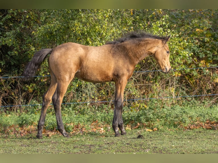 Duits sportpaard Merrie 1 Jaar 170 cm Buckskin in Dessau-Roßlau
