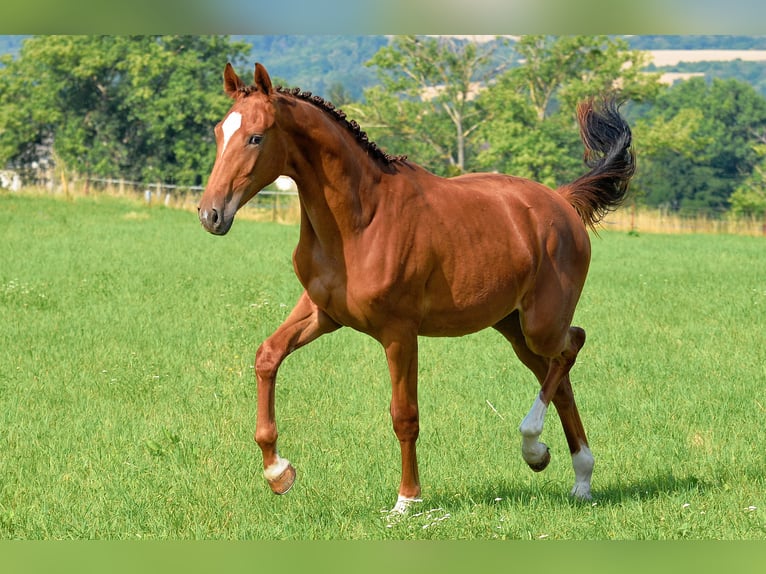 Duits sportpaard Merrie 1 Jaar 170 cm Donkere-vos in Dornburg-Camburg