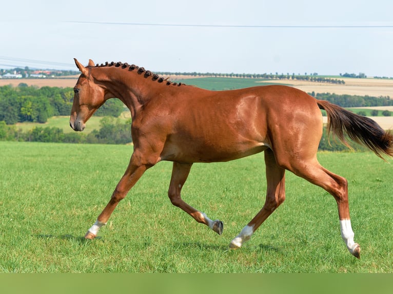 Duits sportpaard Merrie 1 Jaar 170 cm Donkere-vos in Dornburg-Camburg