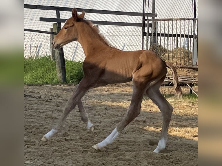 Duits sportpaard Merrie 1 Jaar 170 cm Donkere-vos in Dornburg-Camburg