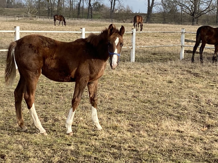Duits sportpaard Merrie 1 Jaar 170 cm Donkere-vos in Herzberg