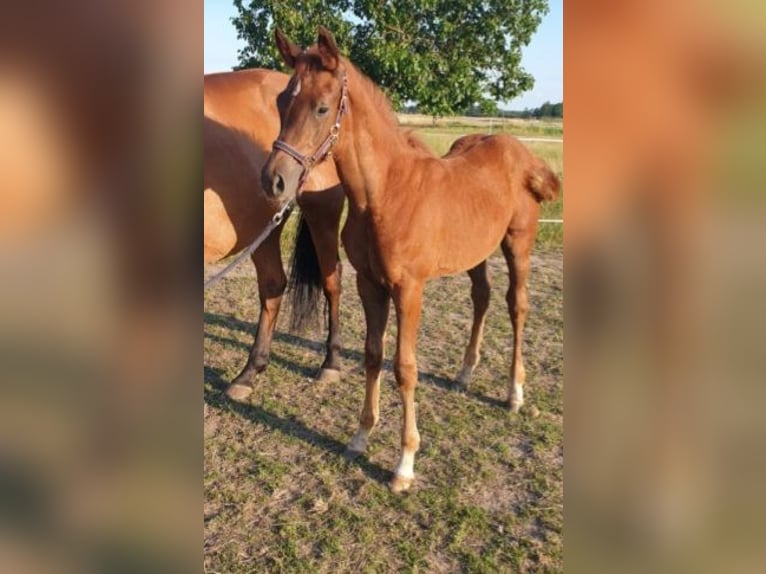 Duits sportpaard Merrie 1 Jaar 170 cm in Milower Land