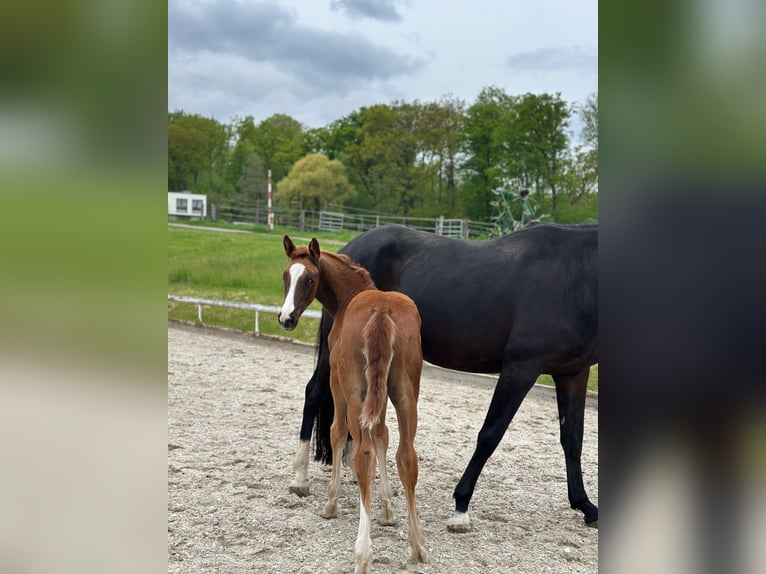 Duits sportpaard Merrie 1 Jaar 170 cm Vos in Alsfeld