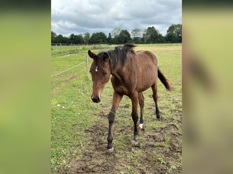 Duits sportpaard Merrie 1 Jaar 171 cm Bruin in MarktoberdorfMarktoberdorf