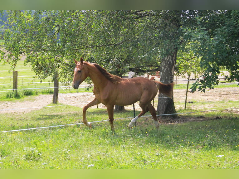 Duits sportpaard Merrie 1 Jaar 172 cm Donkere-vos in Neckargemünd