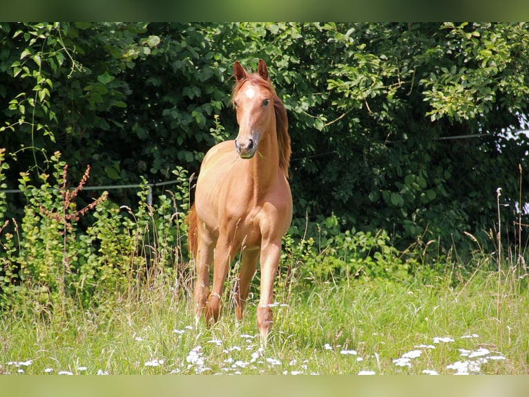 Duits sportpaard Merrie 1 Jaar 172 cm Vos in Neckargemünd