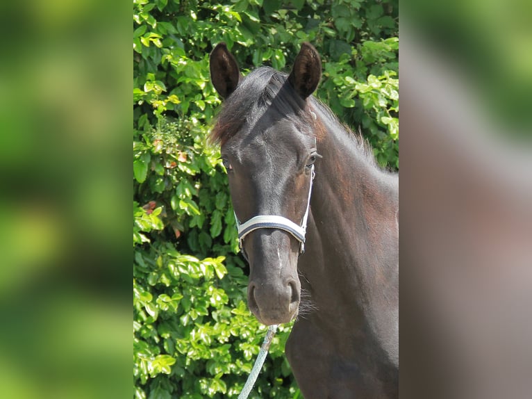 Duits sportpaard Merrie 1 Jaar 172 cm Zwart in Neckargemünd