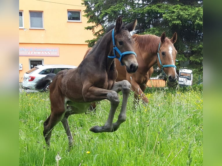 Duits sportpaard Merrie 1 Jaar 174 cm Donkerbruin in Eibau