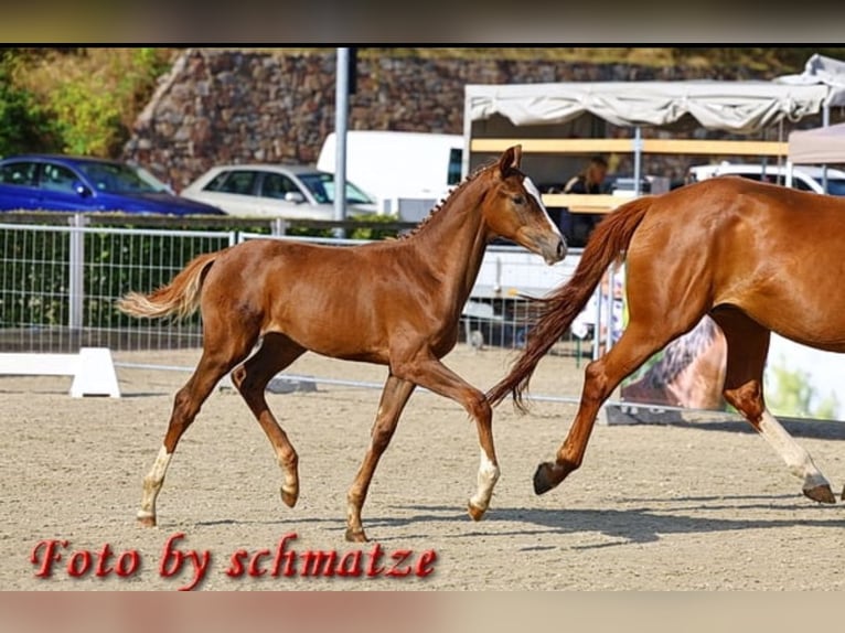 Duits sportpaard Merrie 1 Jaar 174 cm Vos in Frauenstein