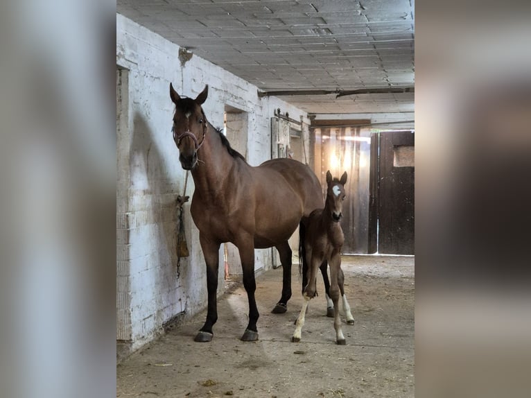 Duits sportpaard Merrie 1 Jaar 175 cm Bruin in Wiesloch
