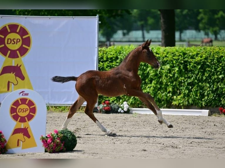 Duits sportpaard Merrie 1 Jaar Brauner in Nauen