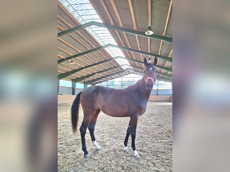 Duits sportpaard Merrie 1 Jaar Bruin in Augustusburg