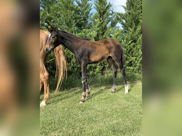 Duits sportpaard Merrie 1 Jaar Bruin in Calatayud