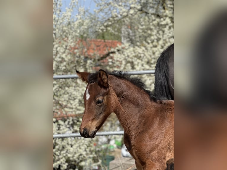 Duits sportpaard Merrie 1 Jaar Bruin in Reichertsheim