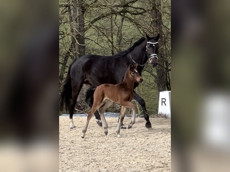 Duits sportpaard Merrie 1 Jaar Bruin in Reichertsheim