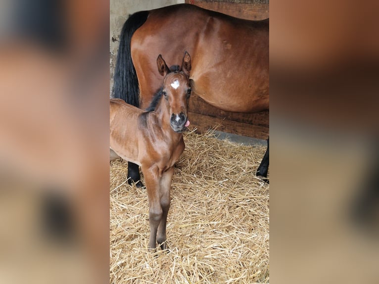 Duits sportpaard Merrie 1 Jaar Bruin in Osterburken