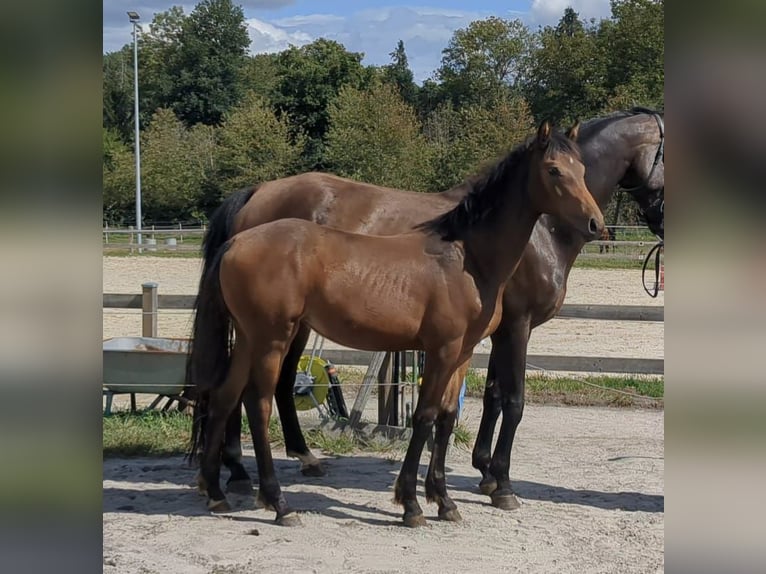 Duits sportpaard Merrie 1 Jaar Bruin in Bad König