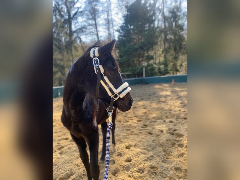Duits sportpaard Merrie 1 Jaar in Schweppenhausen