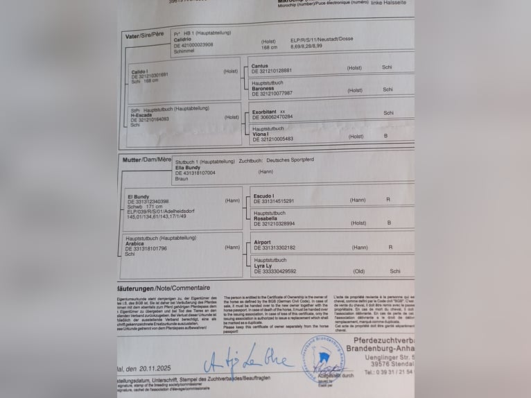 Duits sportpaard Merrie 1 Jaar  in Salzwedel