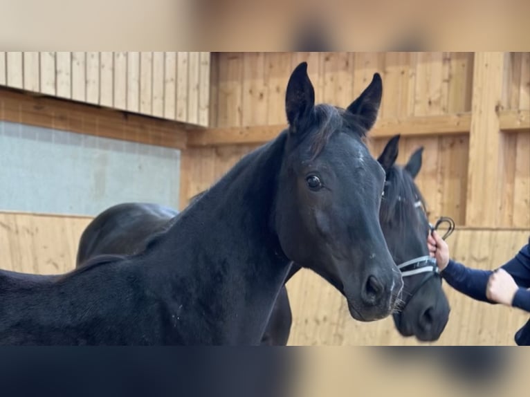 Duits sportpaard Merrie 1 Jaar Zwart in Jengen