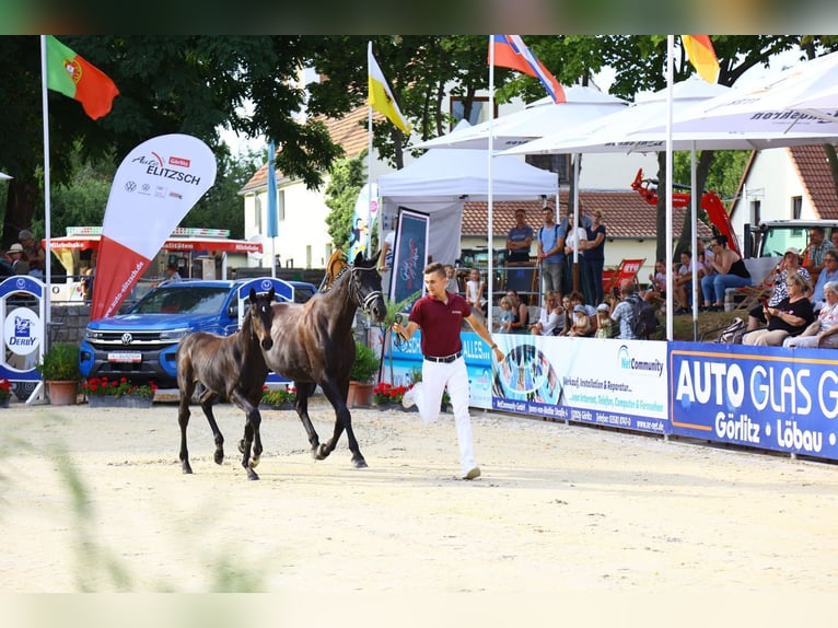 Duits sportpaard Merrie 1 Jaar Zwartbruin in Oelsnitz