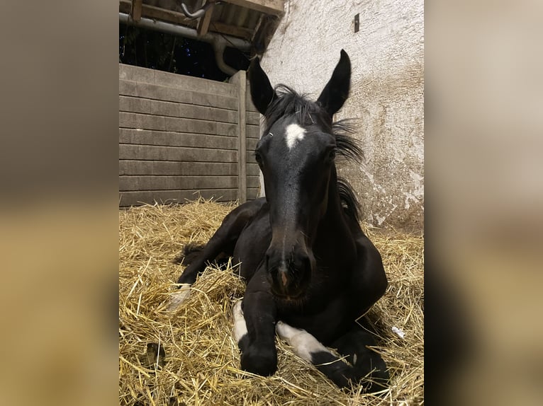 Duits sportpaard Merrie 1 Jaar Zwartbruin in Kronberg im Taunus