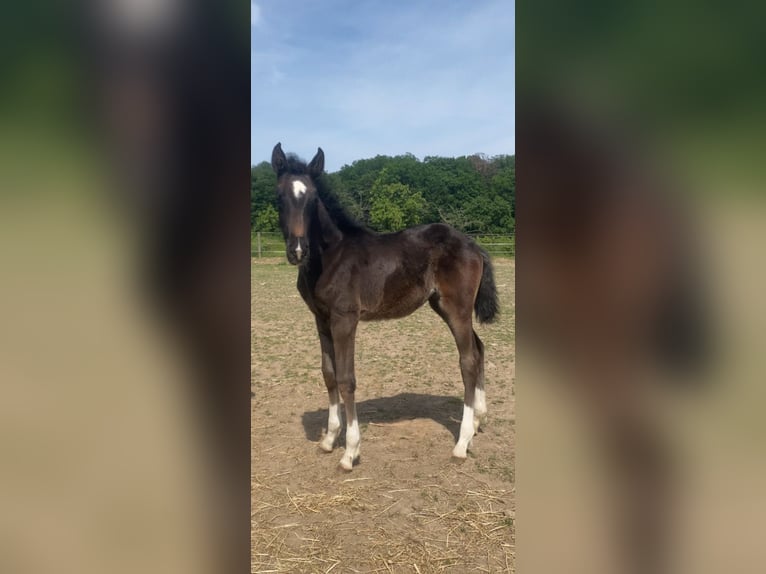 Duits sportpaard Merrie 1 Jaar Zwartbruin in Kronberg im Taunus