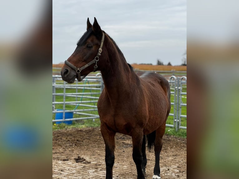 Duits sportpaard Merrie 20 Jaar 165 cm Bruin in Lichtenfels
