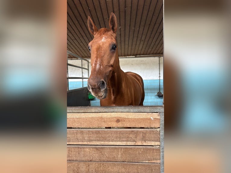 Duits sportpaard Merrie 20 Jaar 175 cm Vos in Weiden