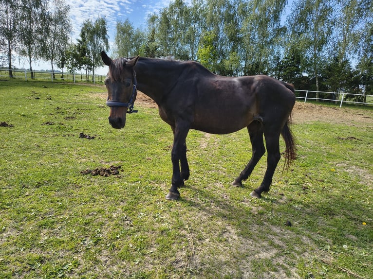 Duits sportpaard Merrie 21 Jaar 164 cm Zwart in Kustriner Vorland