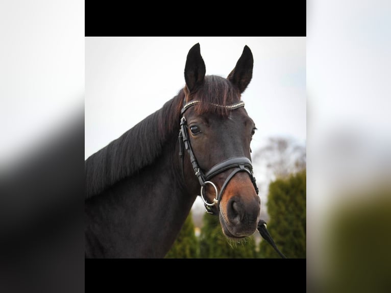 Duits sportpaard Merrie 21 Jaar 170 cm Donkerbruin in Ditzingen