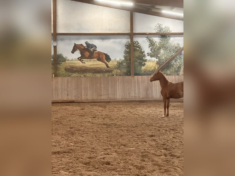 Duits sportpaard Merrie 2 Jaar 145 cm Vos in Leipzig