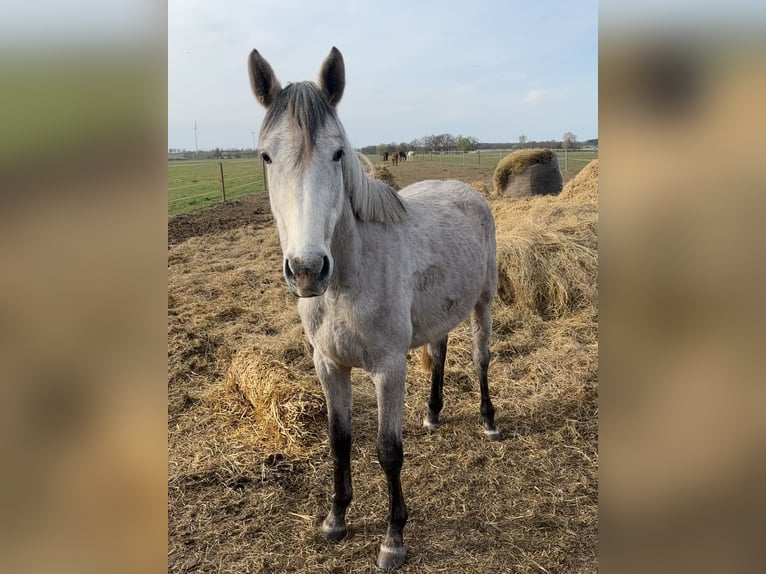 Duits sportpaard Merrie 2 Jaar 153 cm Schimmel in Mollnitz