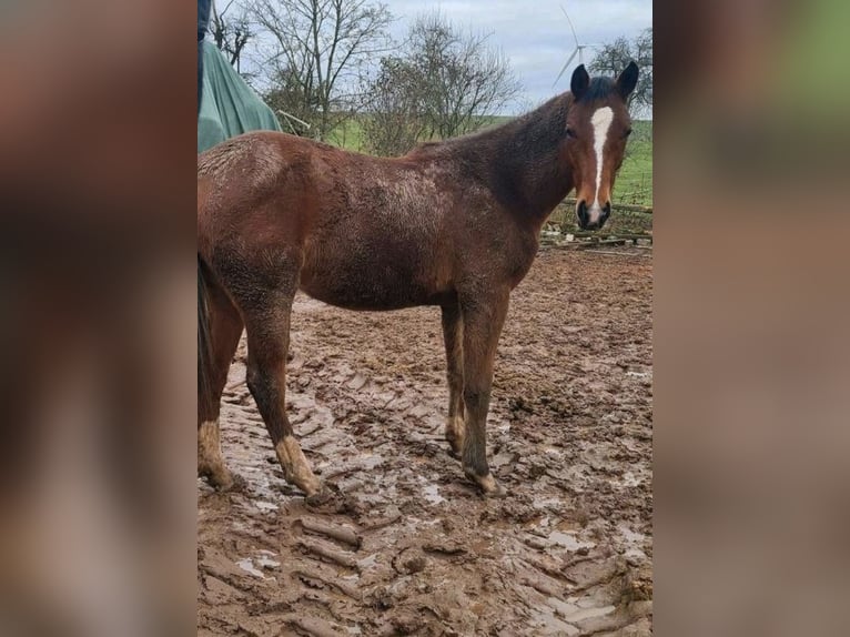 Duits sportpaard Merrie 2 Jaar 154 cm Bruin in Rosenkopf