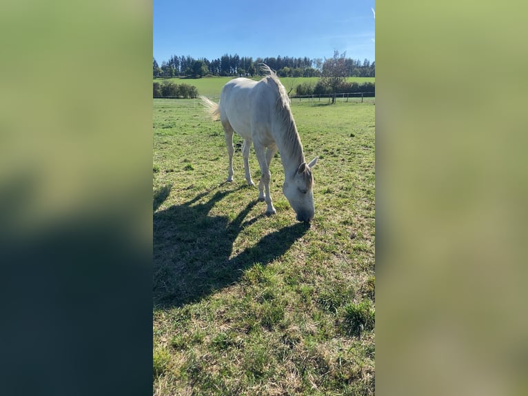 Duits sportpaard Merrie 2 Jaar 155 cm Schimmel in Stimpfach