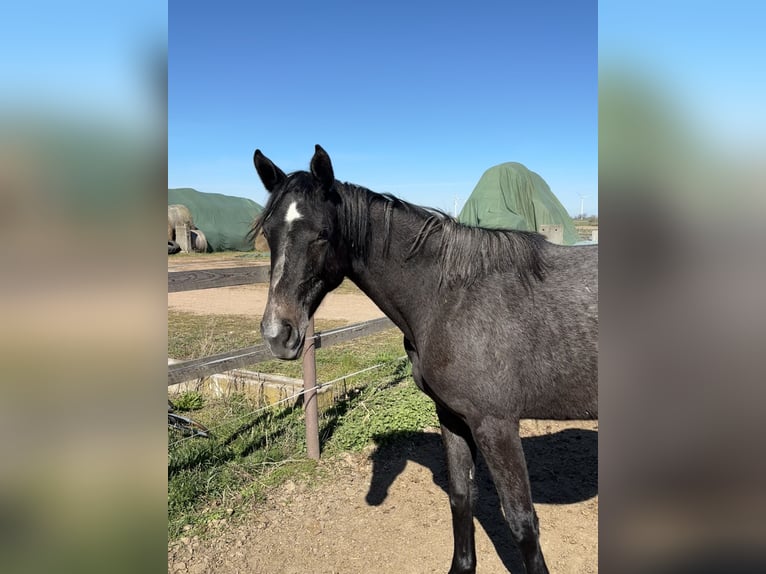 Duits sportpaard Merrie 2 Jaar 156 cm Zwartschimmel in Mollnitz