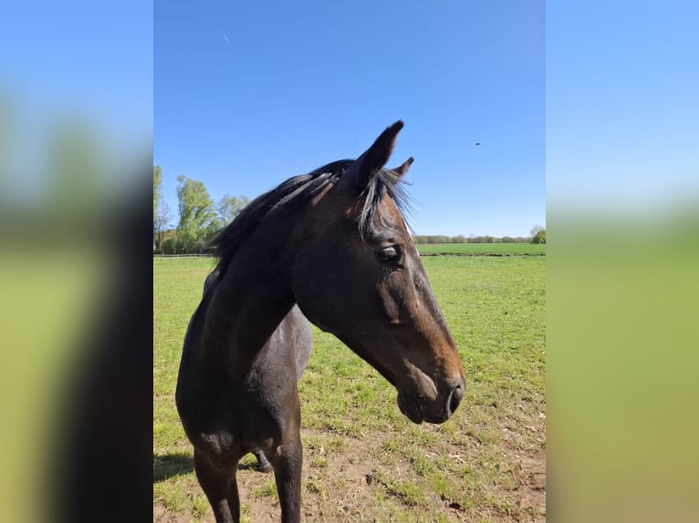 Duits sportpaard Merrie 2 Jaar 158 cm kan schimmel zijn in Goch