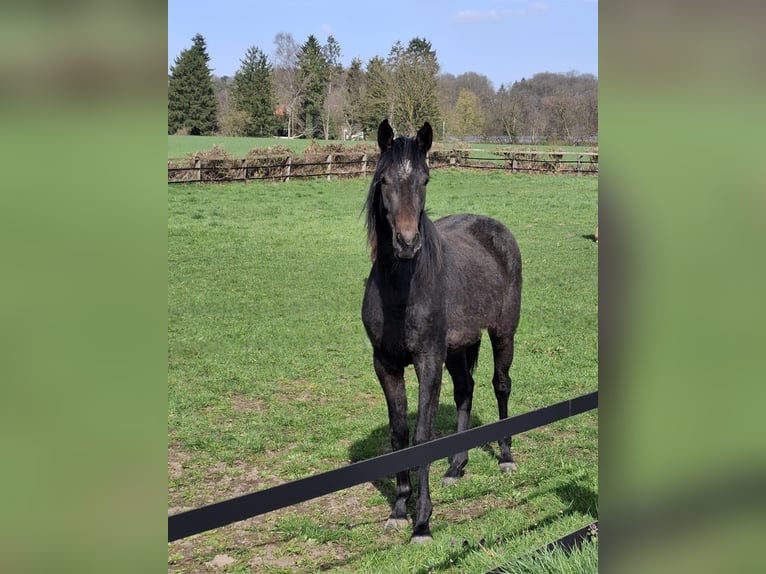 Duits sportpaard Merrie 2 Jaar 158 cm kan schimmel zijn in Goch