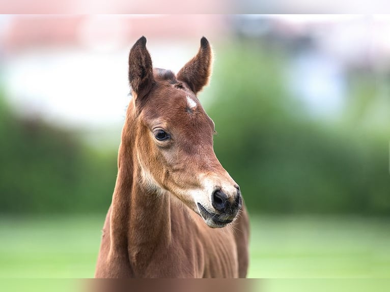 Duits sportpaard Merrie 2 Jaar 160 cm Bruin in Eberdingen