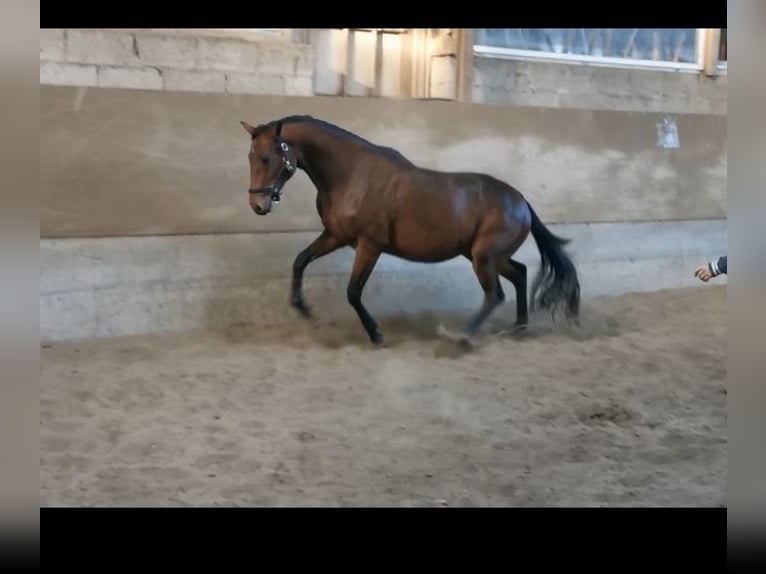 Duits sportpaard Merrie 2 Jaar 160 cm Bruin in Eberdingen