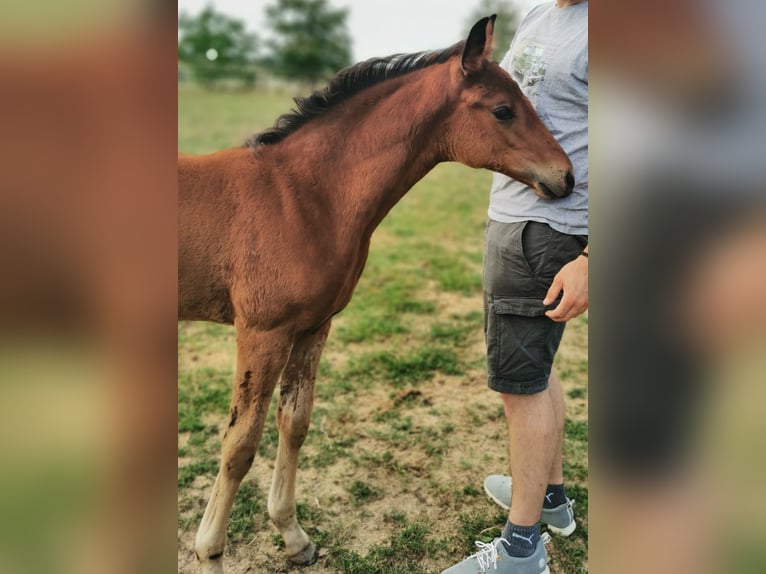 Duits sportpaard Merrie 2 Jaar 160 cm Bruin in Eberdingen