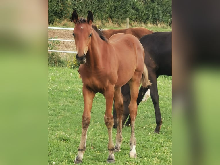 Duits sportpaard Merrie 2 Jaar 160 cm Bruin in Eberdingen