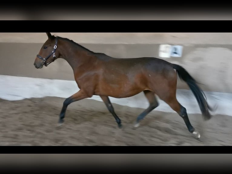 Duits sportpaard Merrie 2 Jaar 160 cm Bruin in Eberdingen
