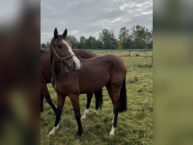 Duits sportpaard Merrie 2 Jaar 160 cm Lichtbruin in N&#xF6;rdlingen