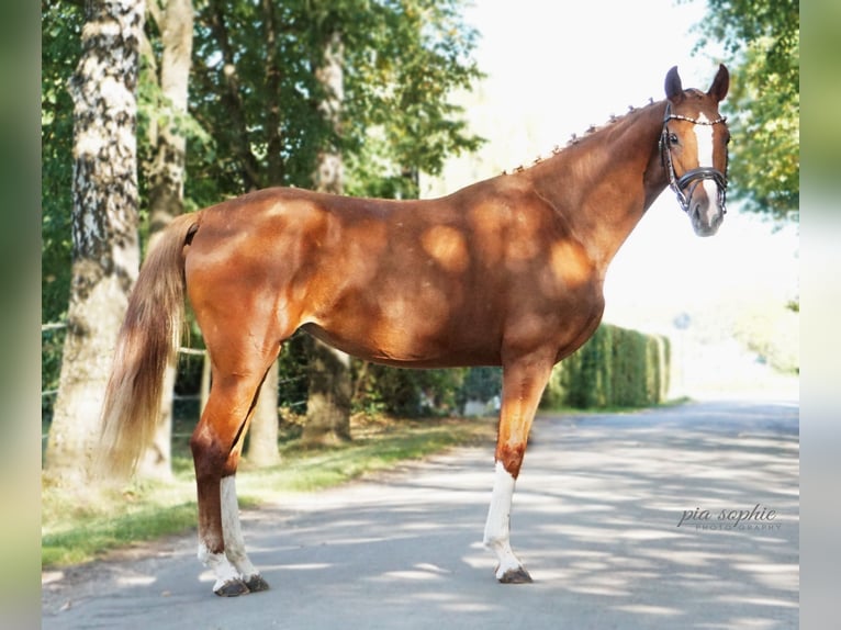 Duits sportpaard Merrie 2 Jaar 160 cm Vos in Illertissen