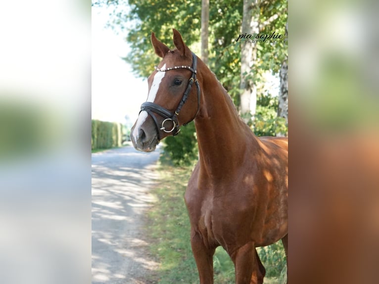 Duits sportpaard Merrie 2 Jaar 160 cm Vos in Illertissen