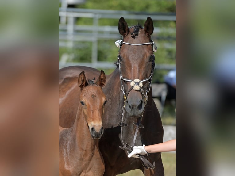 Duits sportpaard Merrie 2 Jaar 161 cm Bruin in Haunsheim