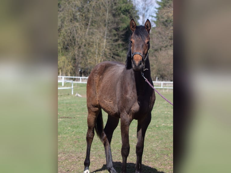 Duits sportpaard Merrie 2 Jaar 162 cm Bruin in Nordhausen