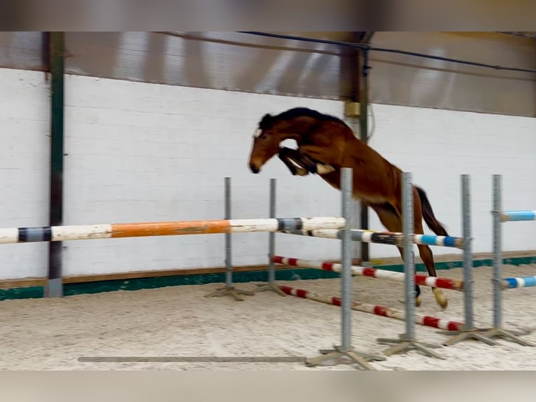 Duits sportpaard Merrie 2 Jaar 163 cm Bruin in Anlier