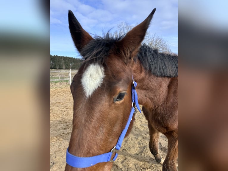 Duits sportpaard Merrie 2 Jaar 163 cm Bruin in Anlier